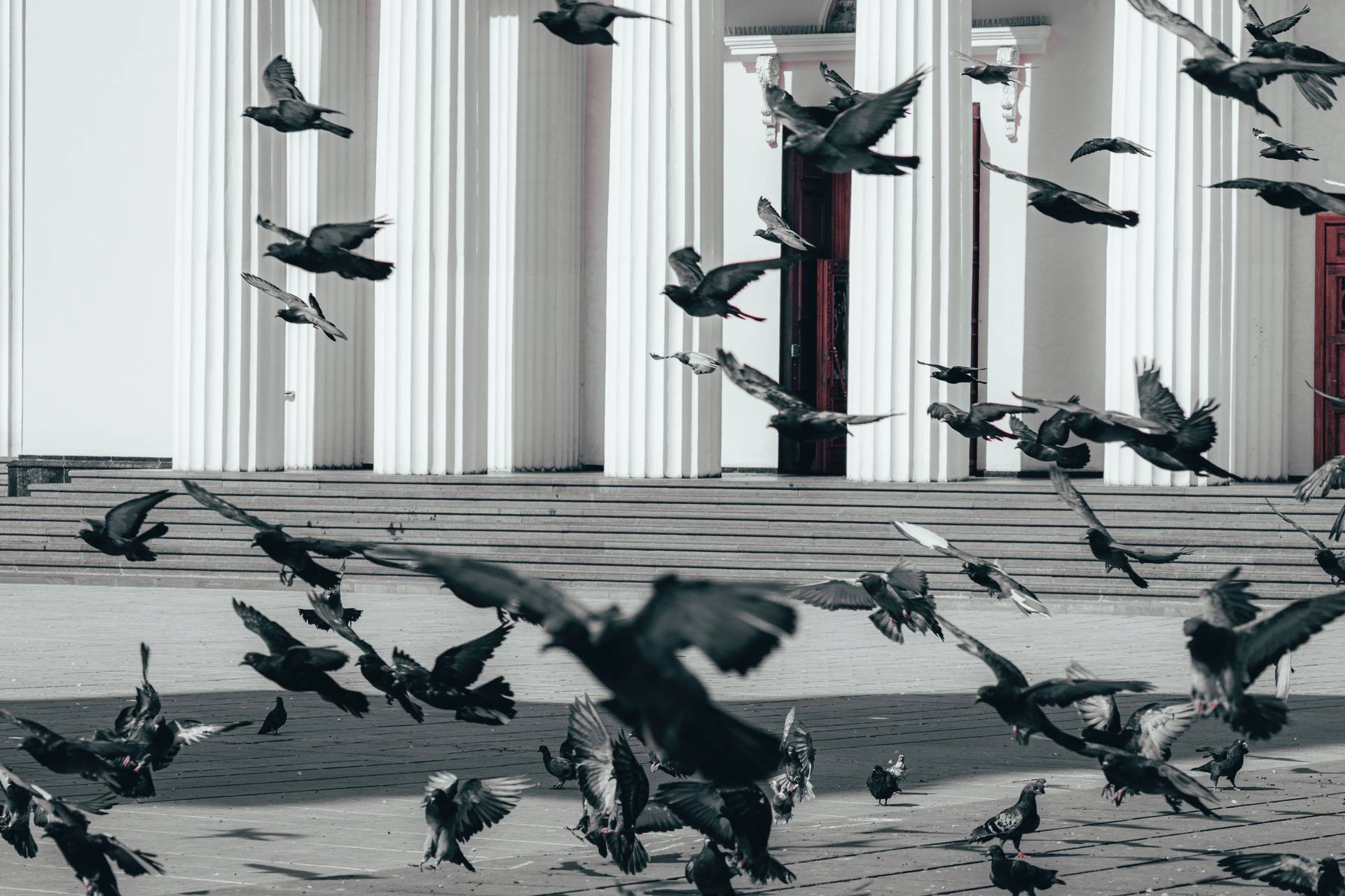 Nuisance Bird Repelled by BirdProTech Technology
