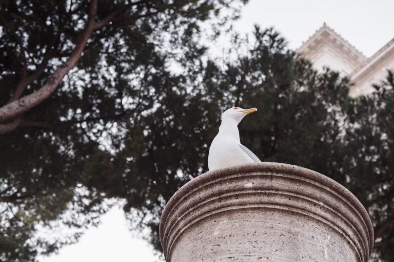 safeguard installations from potential damages caused by birds