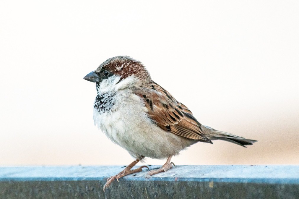 Sparrows in industrial facilities